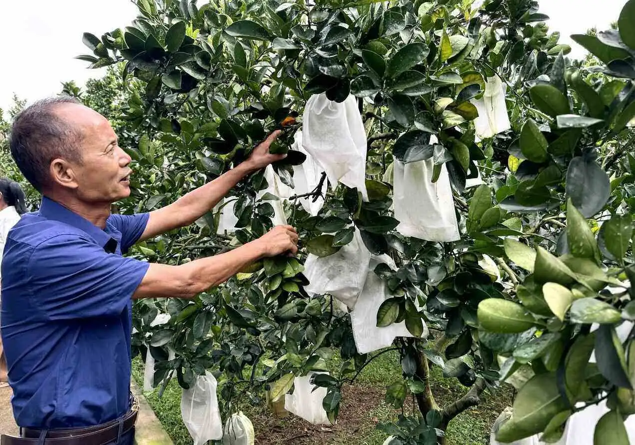 Dân một xã ở Phú Thọ trồng bưởi Diễn kiểu gì mà thu tiền tỷ, cả làng phấn đấu xuất khẩu 100 tấn bưởi sang EU, Mỹ?