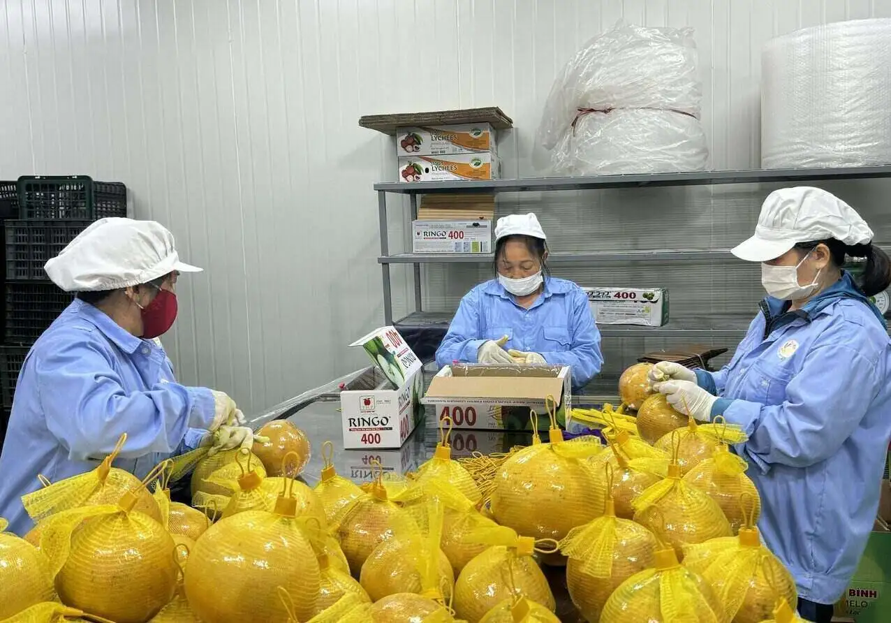 Dân một xã ở Phú Thọ trồng bưởi Diễn kiểu gì mà thu tiền tỷ, cả làng phấn đấu xuất khẩu 100 tấn bưởi sang EU, Mỹ?