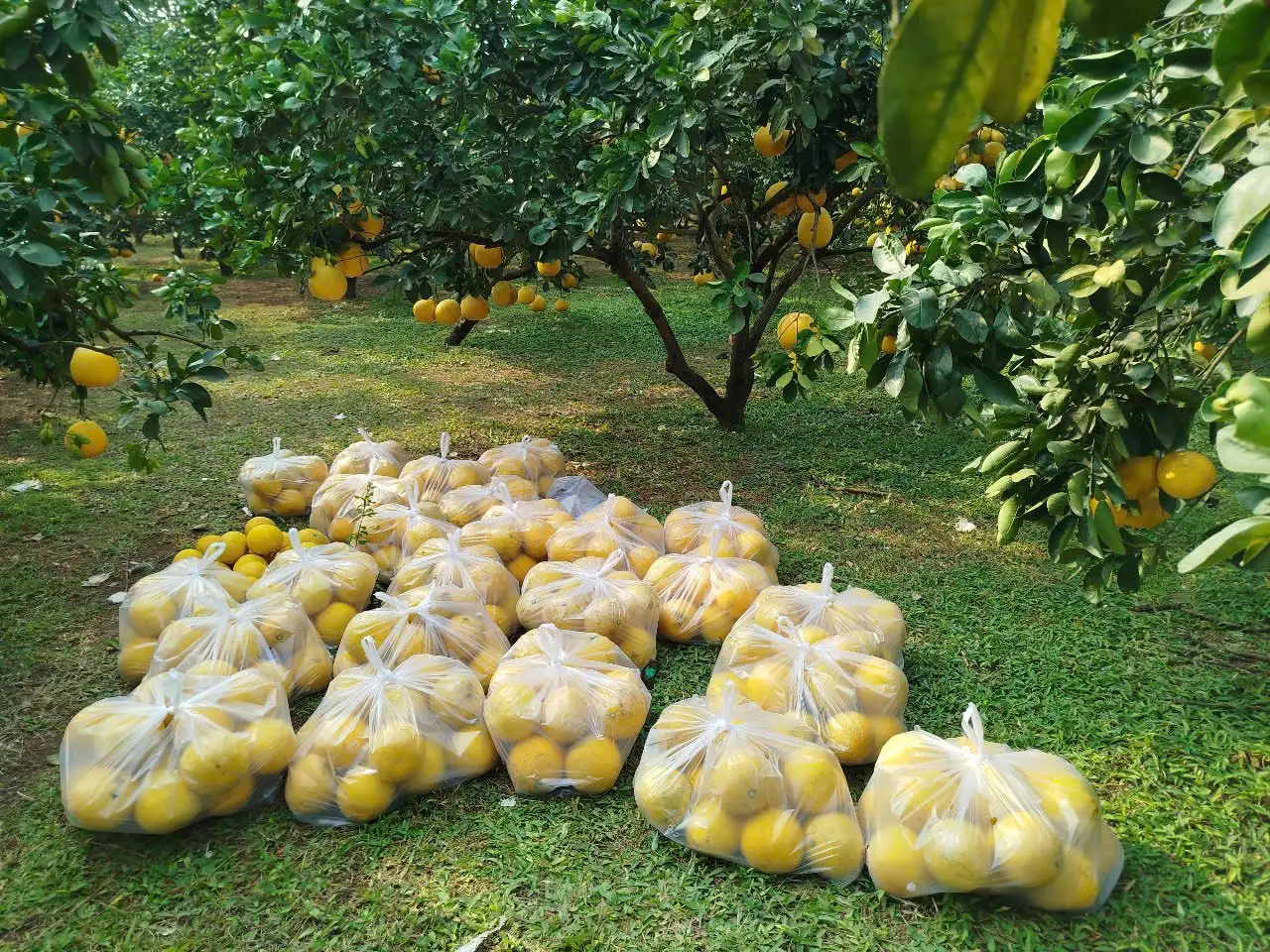 Dân một xã ở Phú Thọ trồng bưởi Diễn kiểu gì mà thu tiền tỷ, cả làng phấn đấu xuất khẩu 100 tấn bưởi sang EU, Mỹ?