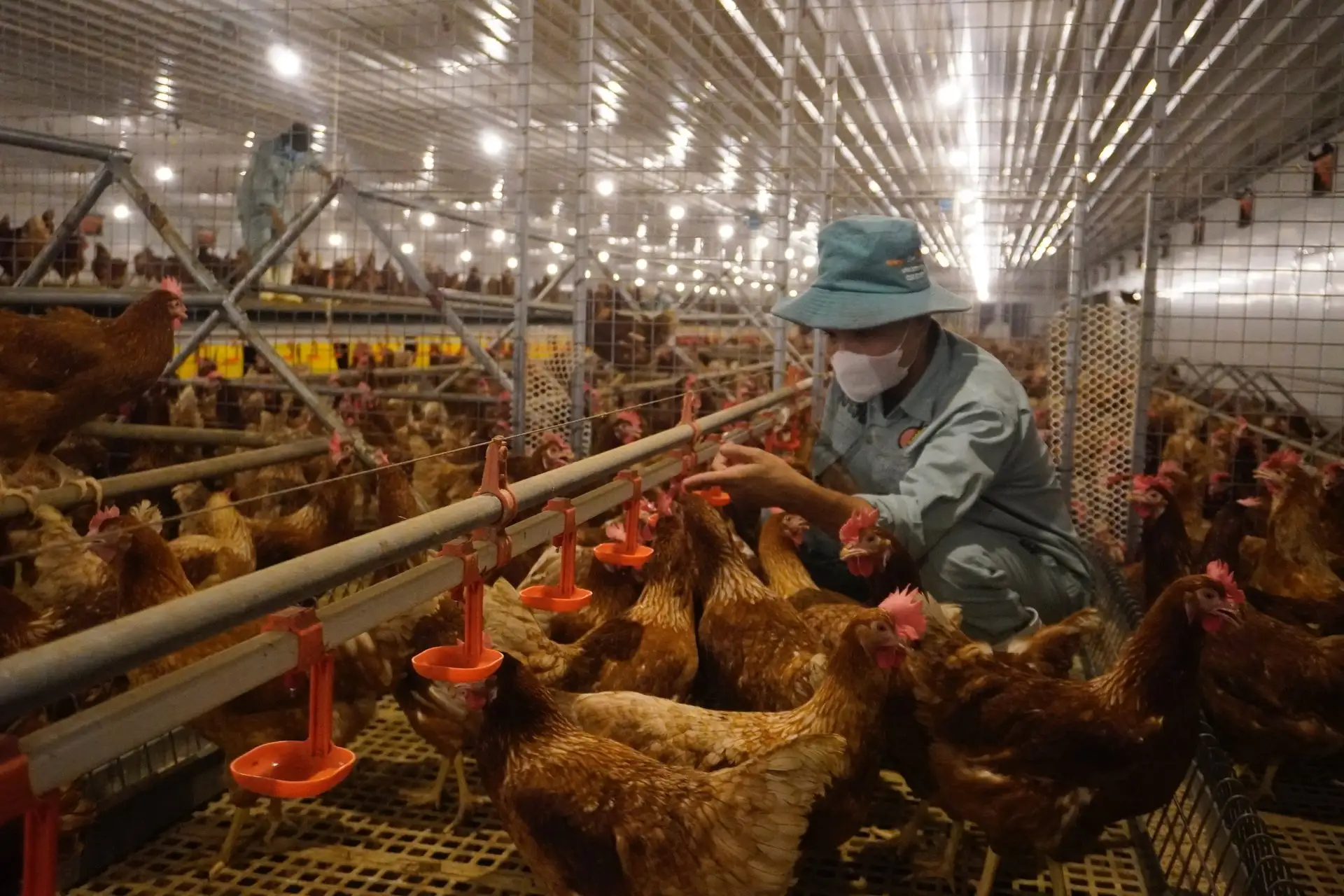 Đầu tư công nghệ chế biến sâu để nâng tầm trứng Việt