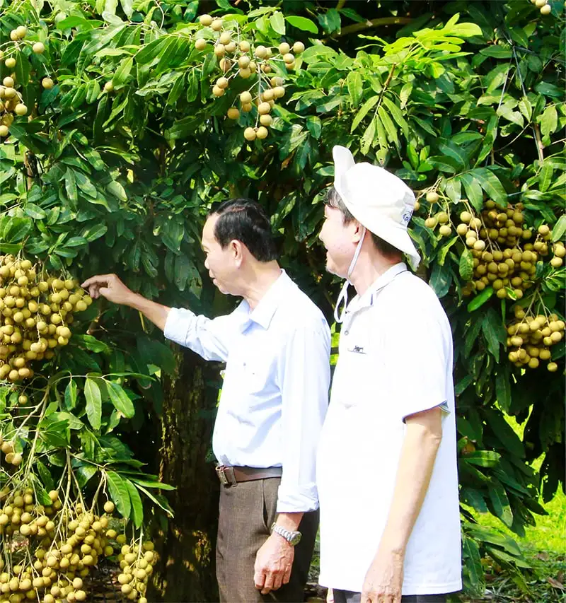 Đây là cách nông dân Vĩnh Long (sau sáp nhập) bán trái cây ngon lúc nào cũng cầm giá tốt