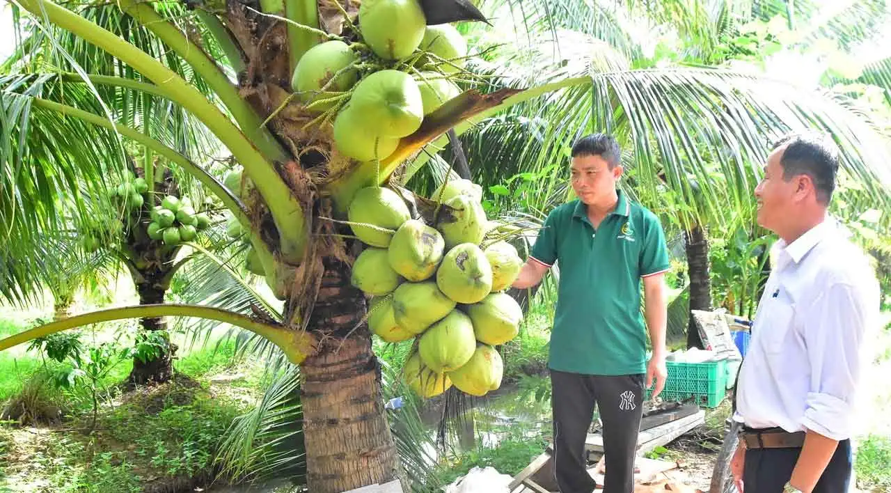 Đây là giống dừa gì mà trái bự, đặc ruột, cây thấp ra la liệt quả ở Vĩnh Long, cứ bẻ bán là hút hàng