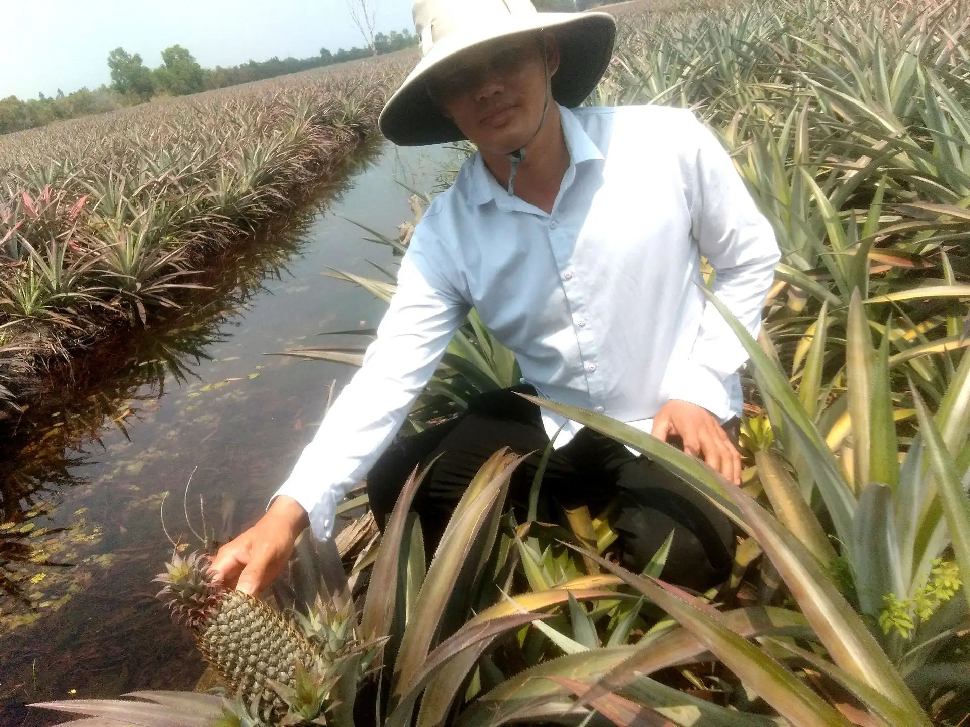 Đây là loại quả ngọt, thơm nức, thời điểm này, hễ nông dân Tây Ninh, Cần Thơ cắt bán đầu tấn là giàu hẳn luôn