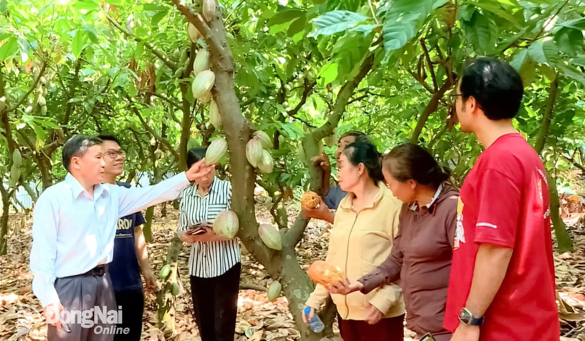 Đây, loại cây ra quả bự trên thân, trồng thành công ở Đồng Nai, sản phẩm ra chợ toàn cầu