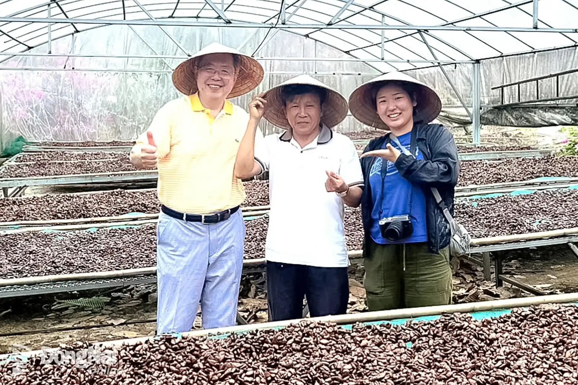 Đây, loại cây ra quả bự trên thân, trồng thành công ở Đồng Nai, sản phẩm ra chợ toàn cầu