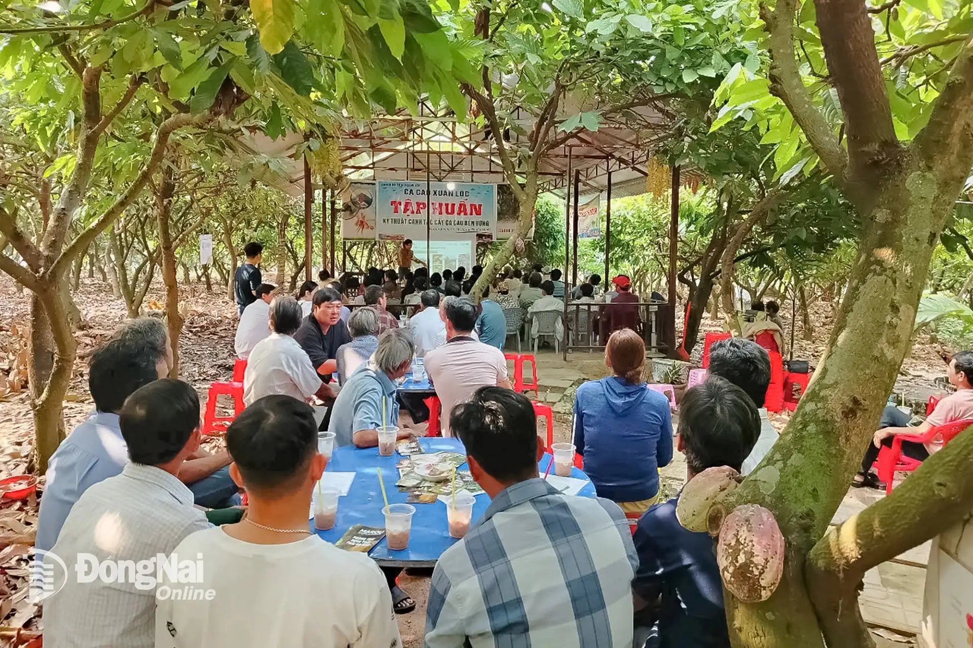 Đây, loại cây ra quả bự trên thân, trồng thành công ở Đồng Nai, sản phẩm ra chợ toàn cầu