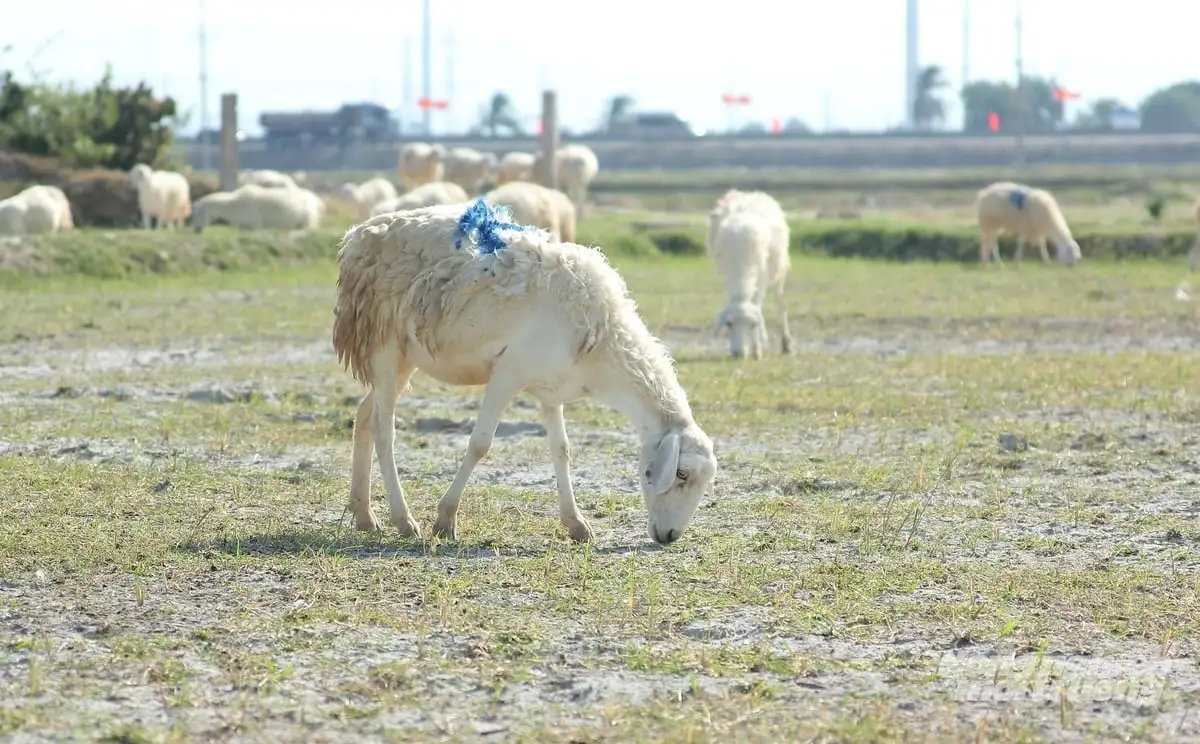 Dê, cừu tăng giá, người chăn nuôi phấn khởi