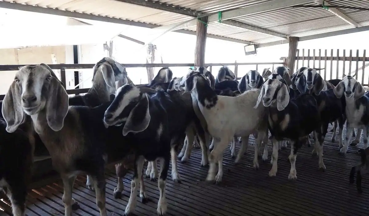 Dê, cừu tăng giá, người chăn nuôi phấn khởi