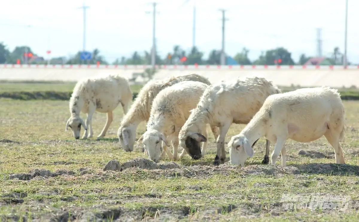 Dê, cừu tăng giá, người chăn nuôi phấn khởi