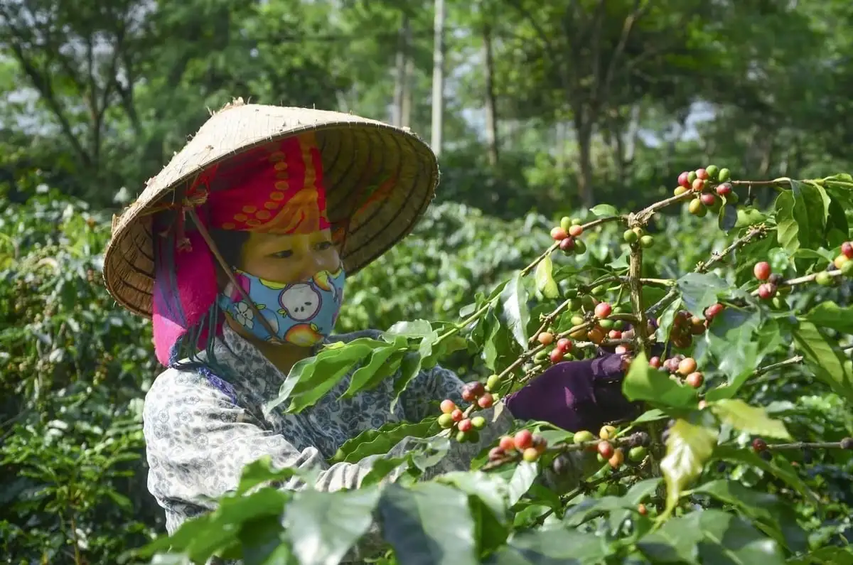 Điện Biên gắn chặt xây dựng nông thôn mới với tái cơ cấu nông nghiệp