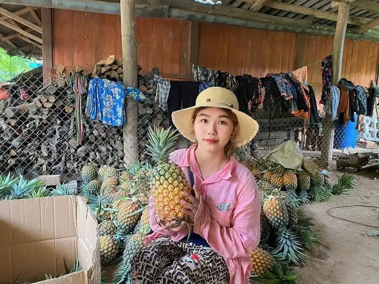 Điện Biên: Phát triển dứa Pu Lau giảm nghèo bền vững