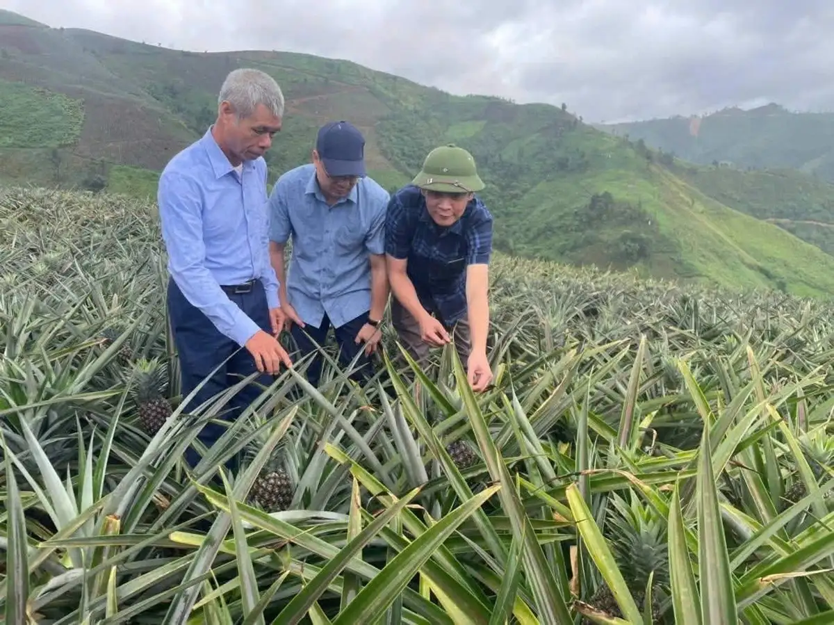 Điện Biên: Phát triển dứa Pu Lau giảm nghèo bền vững