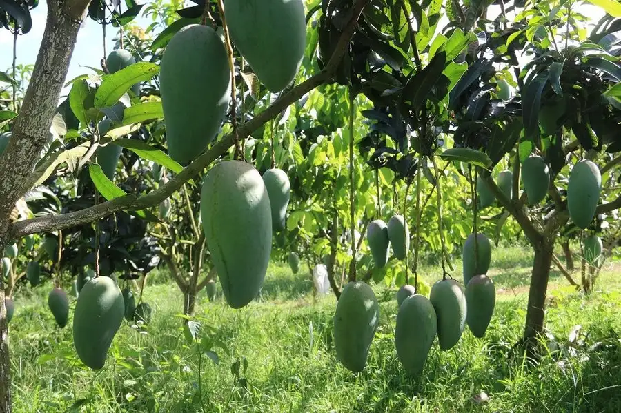 Đời sống của người dân Sơn La đổi thay nhờ công tác giảm nghèo