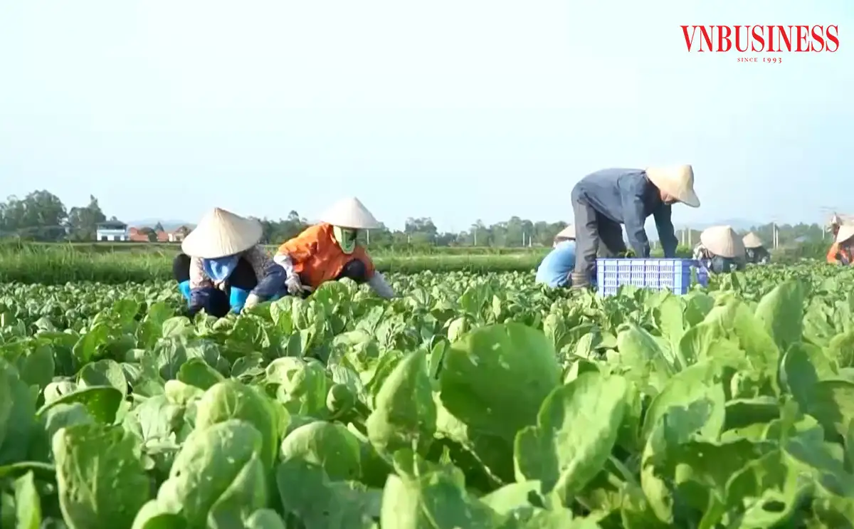 Đòn bẩy cho sản phẩm OCOP tiền tỷ và bức tranh nông thôn mới ngày càng hiện đại ở Quảng Ninh