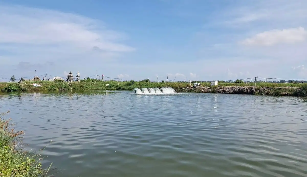 Đồng bộ, linh hoạt phòng, chống dịch bệnh thủy sản