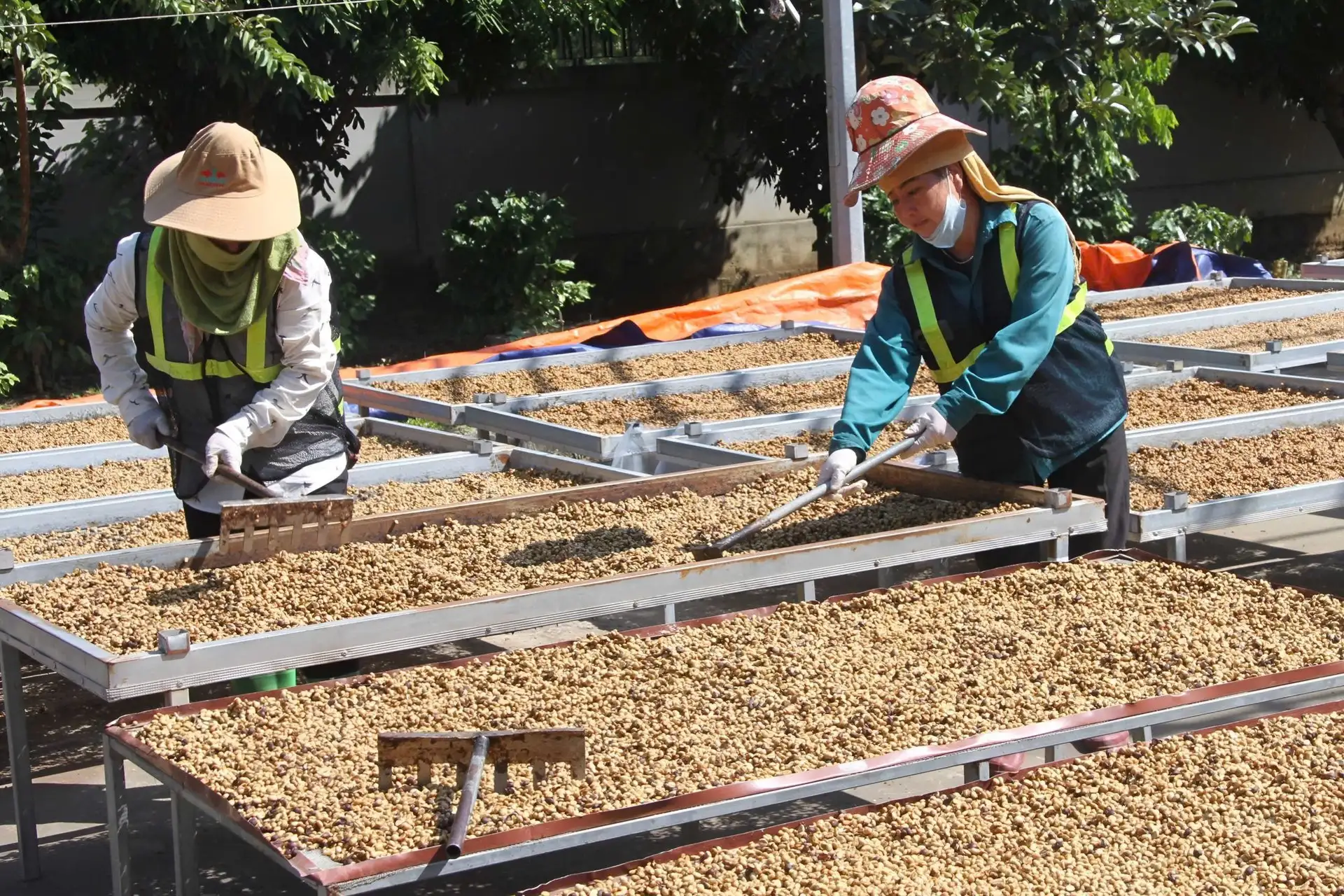 Đồng hành cùng nông dân canh tác cà phê thông minh