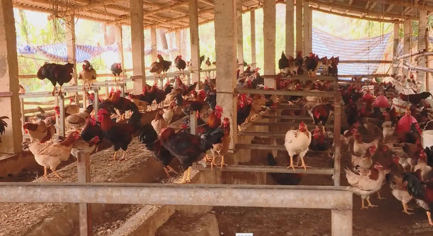 Động lực giúp nông dân thoát nghèo bền vững ở Điện Biên