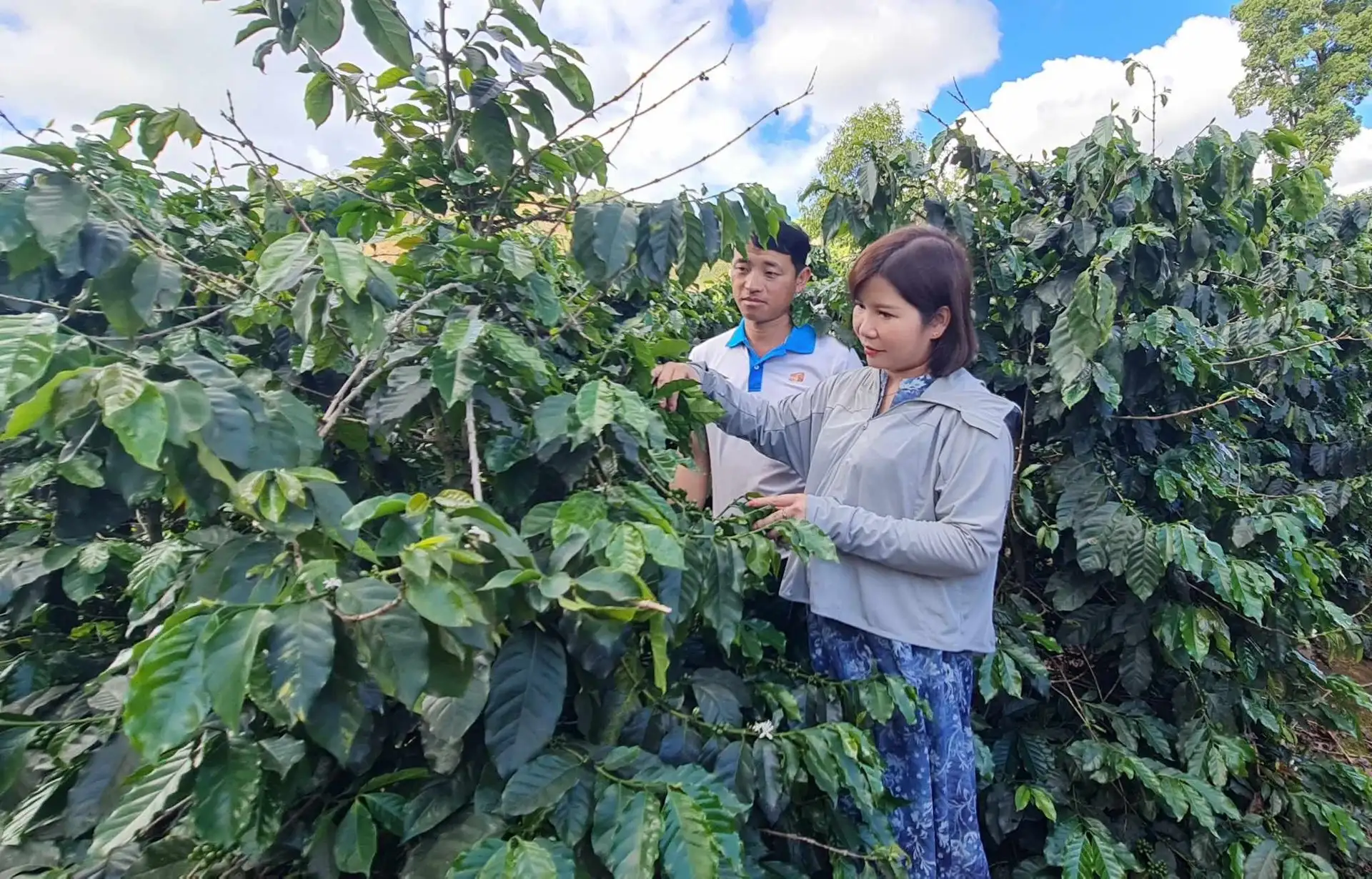 Động lực giúp nông dân thoát nghèo bền vững ở Điện Biên