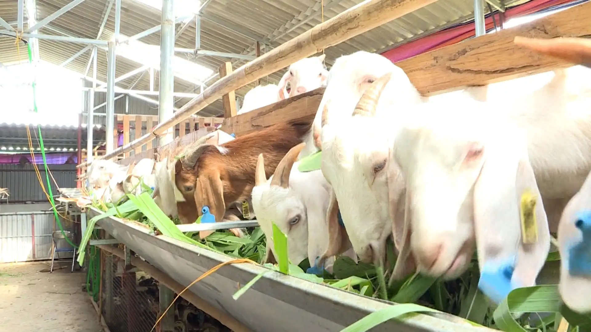 Động lực giúp nông dân thoát nghèo bền vững ở Điện Biên