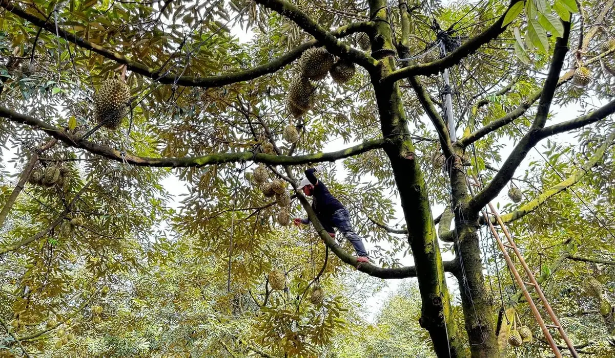 Đồng Nai tập trung phát triển nông nghiệp theo hướng xanh, bền vững