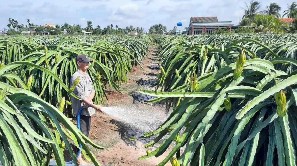 Đồng Tháp phát triển nông nghiệp theo hướng sinh thái, hiện đại