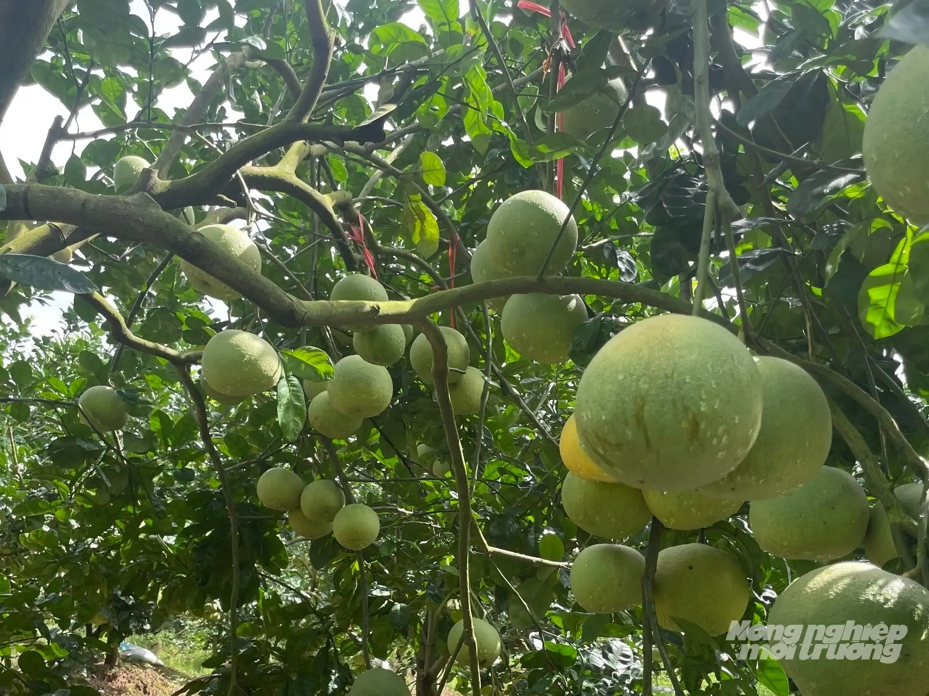 Duy trì, tăng diện tích cây ăn quả nhờ tưới tự động, tiết kiệm