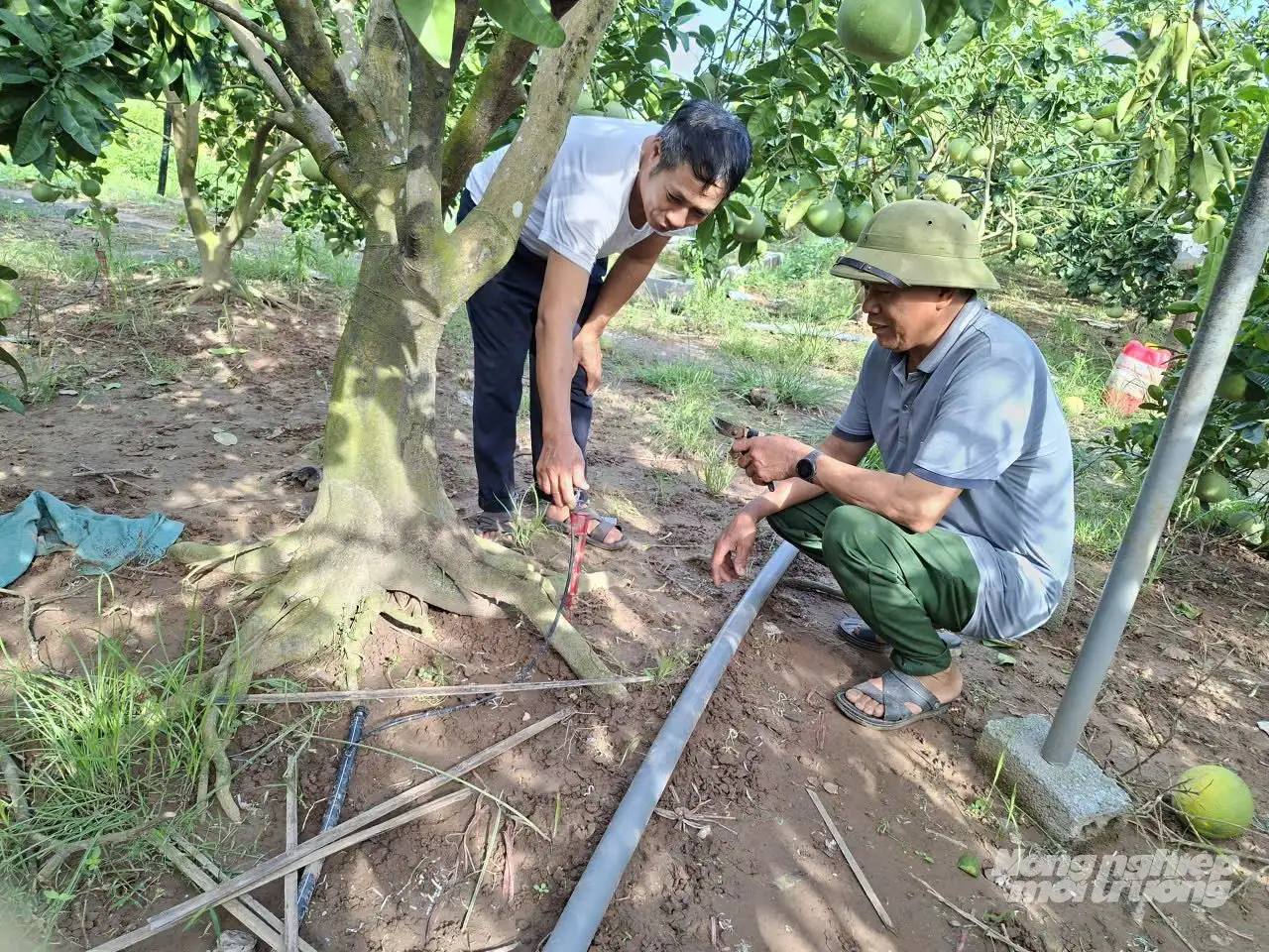 Duy trì, tăng diện tích cây ăn quả nhờ tưới tự động, tiết kiệm