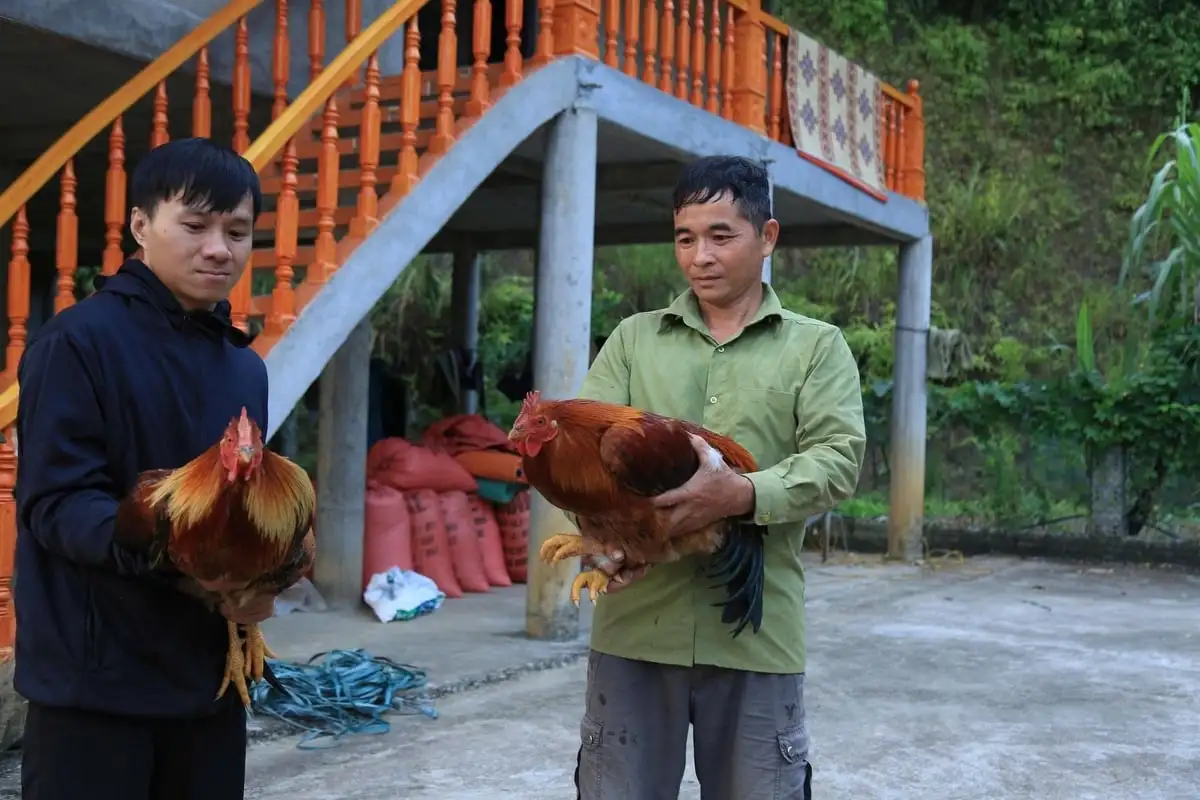 Gà trống thiến ‘đất ngọc’ thành sản phẩm OCOP