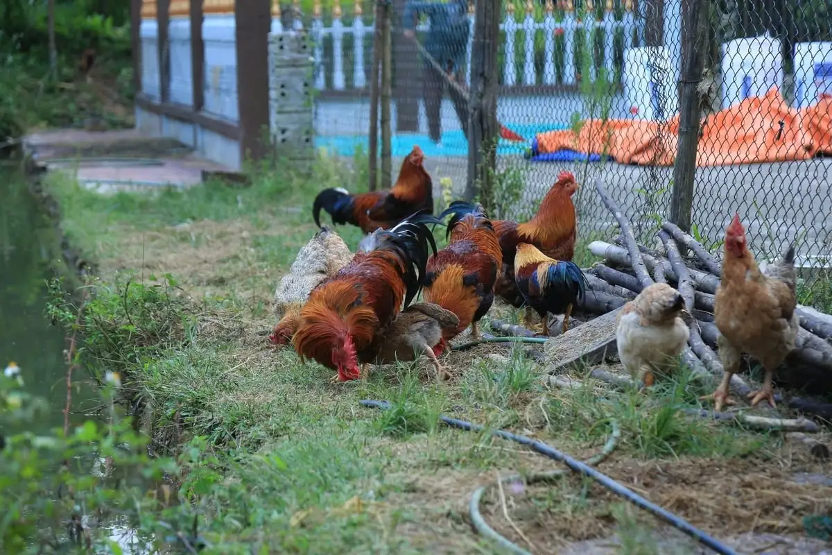 Gà trống thiến ‘đất ngọc’ thành sản phẩm OCOP