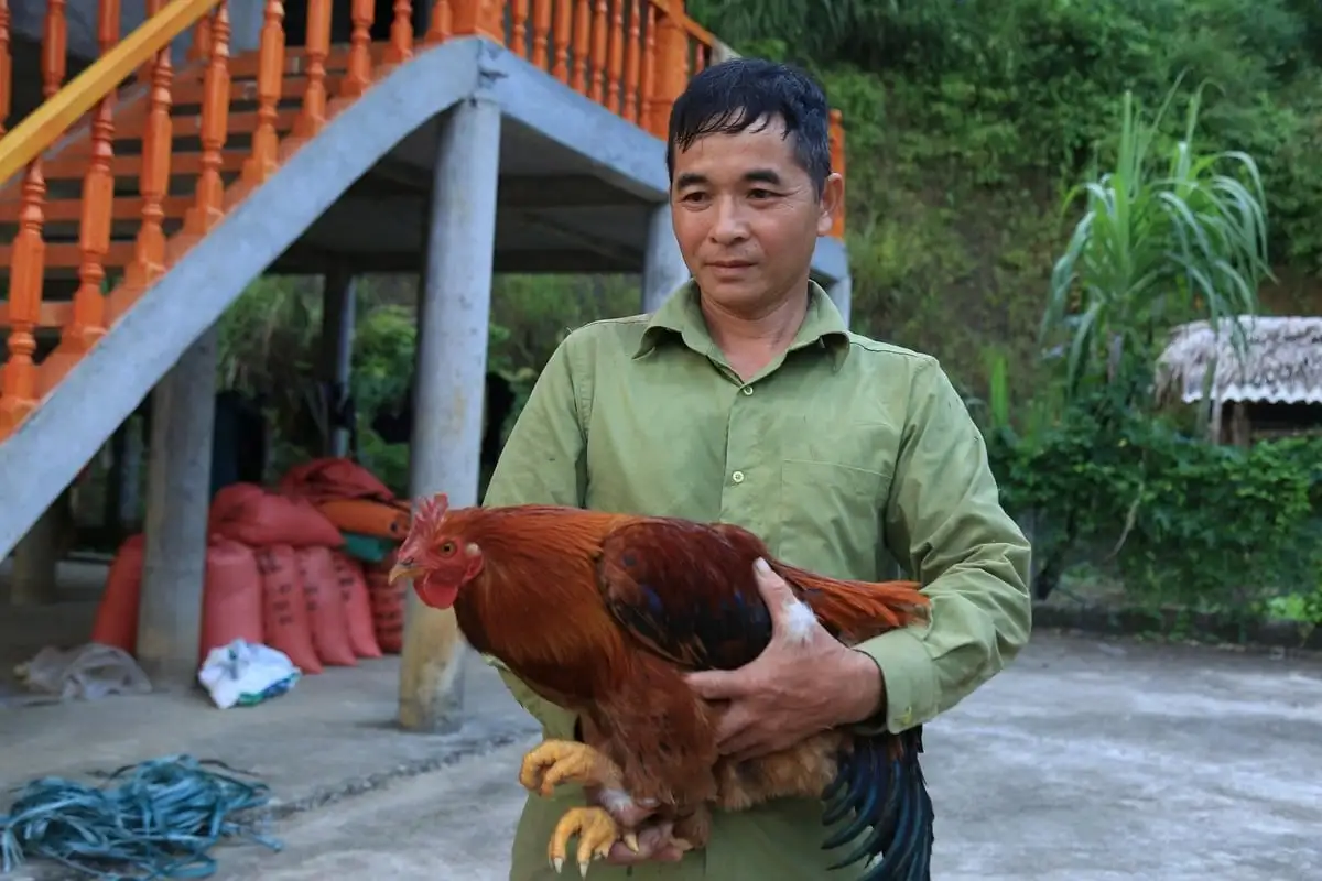 Gà trống thiến ‘đất ngọc’ thành sản phẩm OCOP