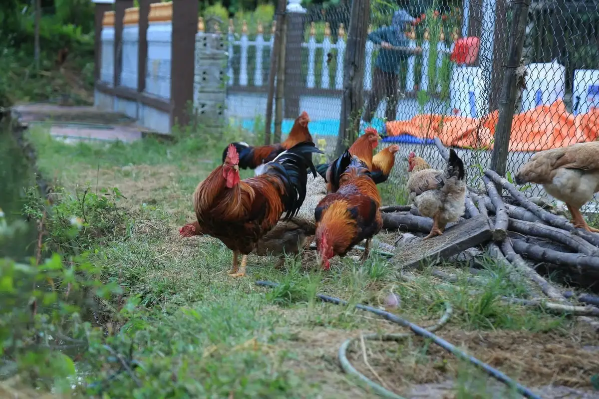 Gà trống thiến ‘đất ngọc’ thành sản phẩm OCOP
