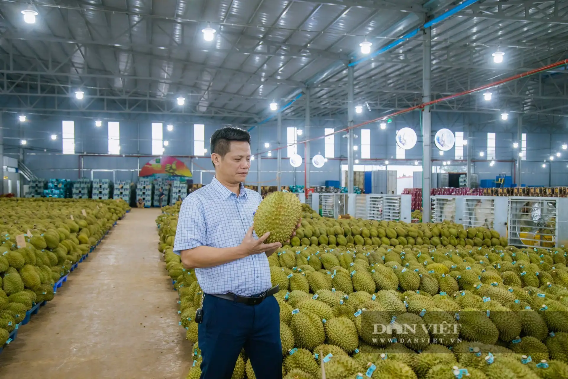 Gần 2.000 container sầu riêng “mắc kẹt”, Hiệp hội Sầu riêng Đắk Lắk kiến nghị khẩn Bộ Nông nghiệp và Môi trường