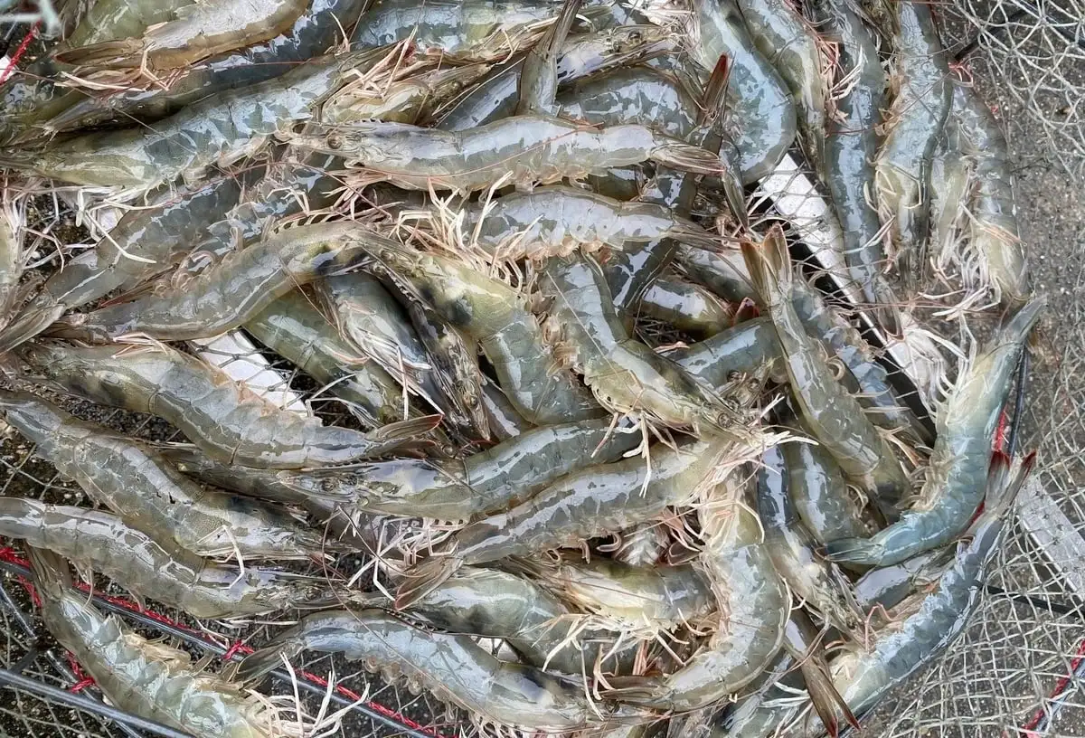 Giá trị sản xuất thủy sản Nghệ An đạt trên 11.000 tỷ đồng