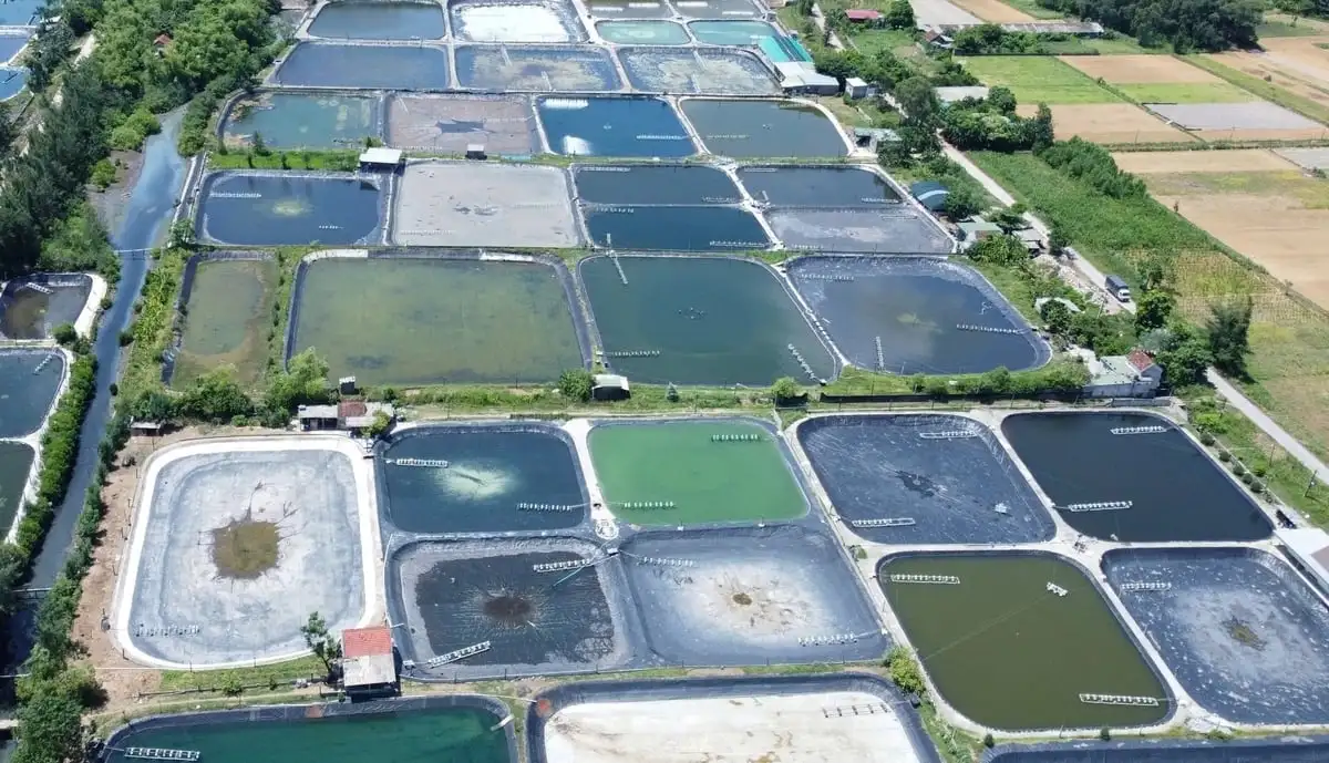 Giá trị sản xuất thủy sản Nghệ An đạt trên 11.000 tỷ đồng