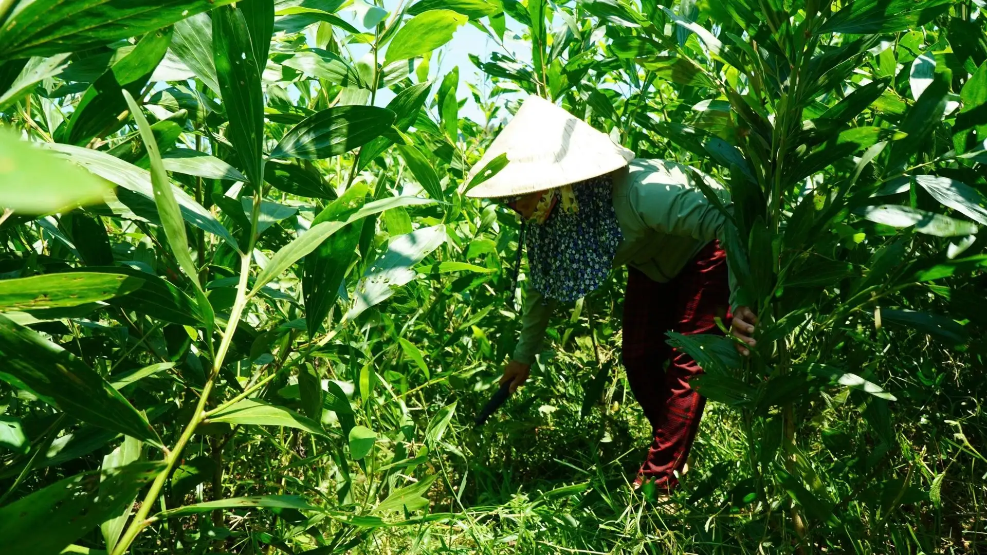 Giảm nghèo ở Quảng Ngãi: Dấu ấn từ những mô hình kinh tế nông nghiệp mới, hiệu quả kinh tế tốt