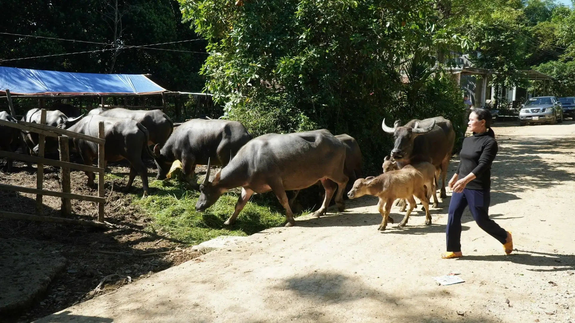 Giảm nghèo ở Quảng Ngãi: Dấu ấn từ những mô hình kinh tế nông nghiệp mới, hiệu quả kinh tế tốt
