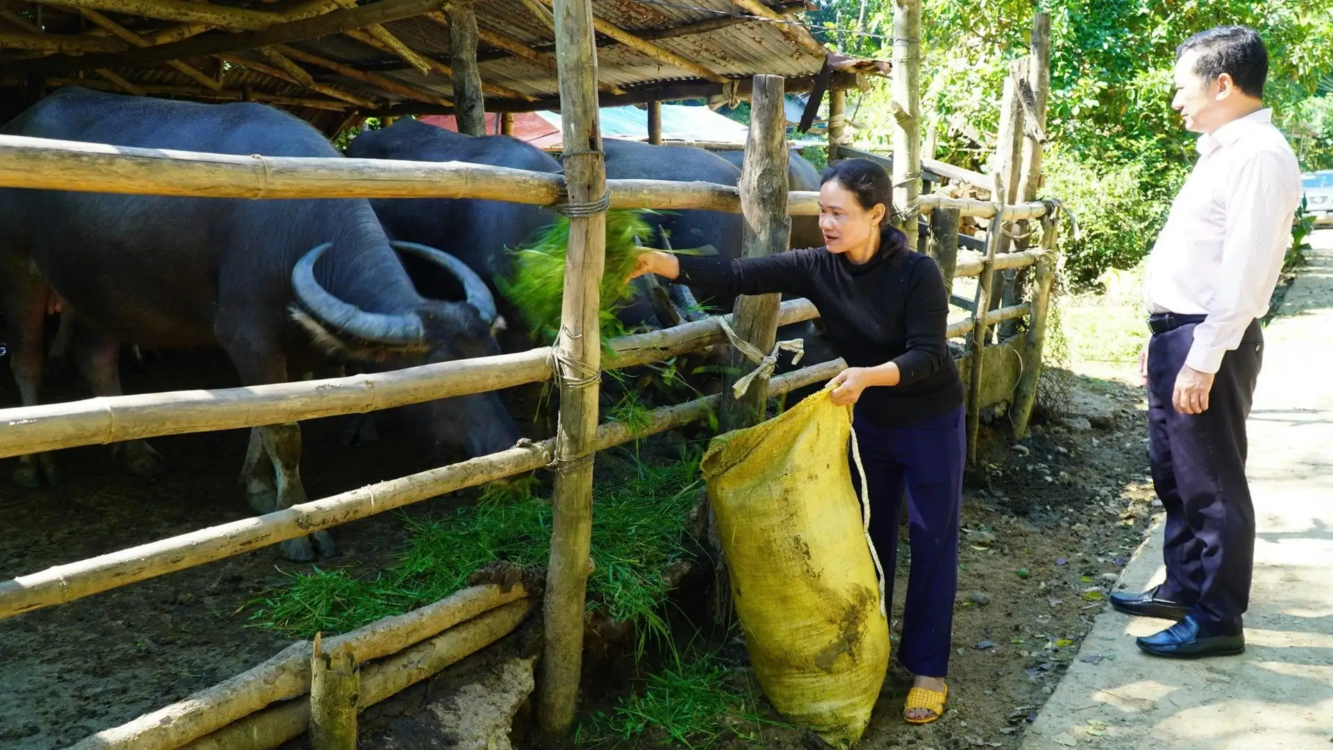 Giảm nghèo ở Quảng Ngãi: Dấu ấn từ những mô hình kinh tế nông nghiệp mới, hiệu quả kinh tế tốt