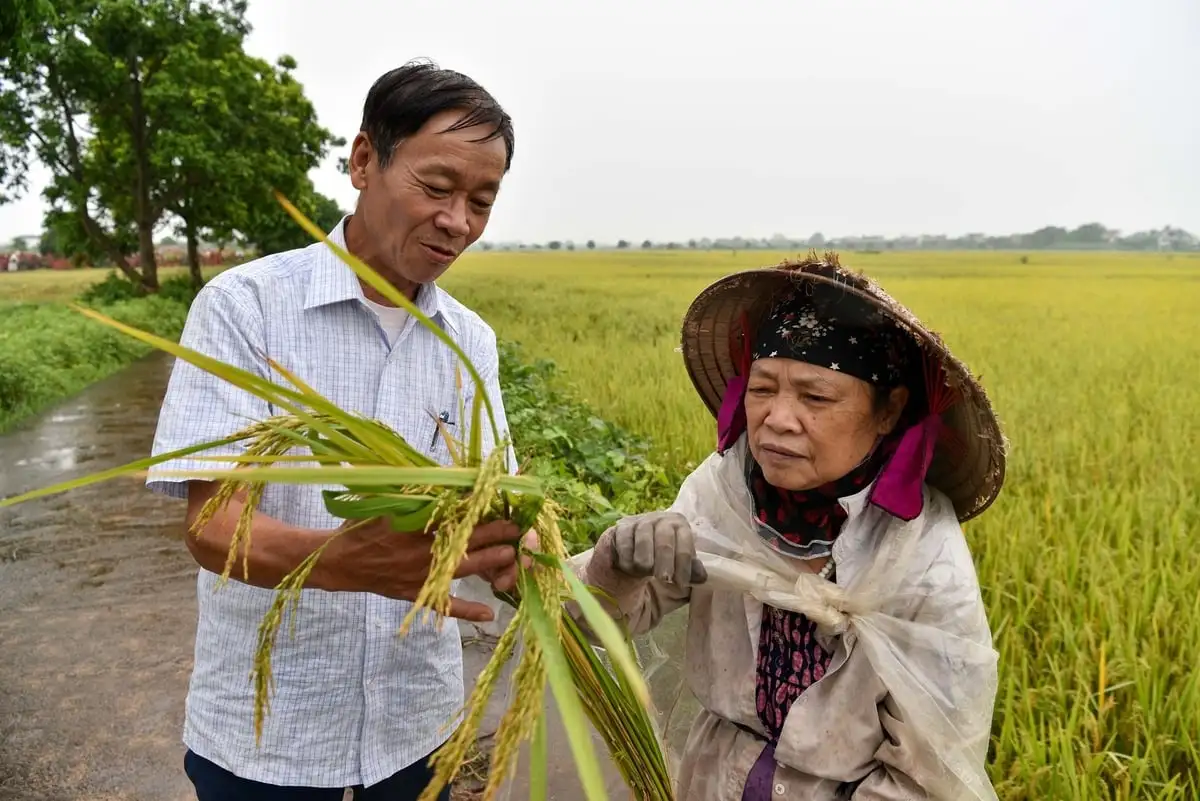 Giảm phát thải khí nhà kính bằng SRI cải tiến theo hướng hữu cơ