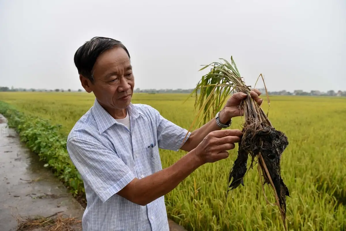 Giảm phát thải khí nhà kính bằng SRI cải tiến theo hướng hữu cơ