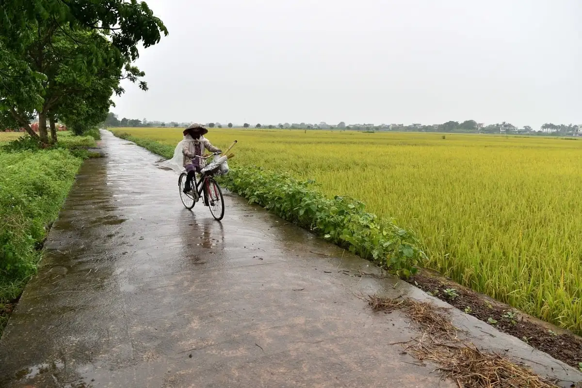 Giảm phát thải khí nhà kính bằng SRI cải tiến theo hướng hữu cơ
