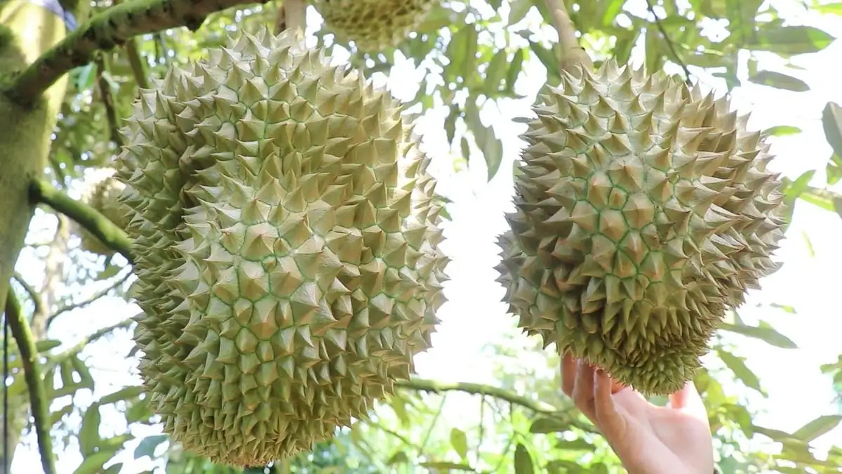 Giám sát chặt mã số vùng trồng, cơ sở đóng gói phục vụ xuất khẩu