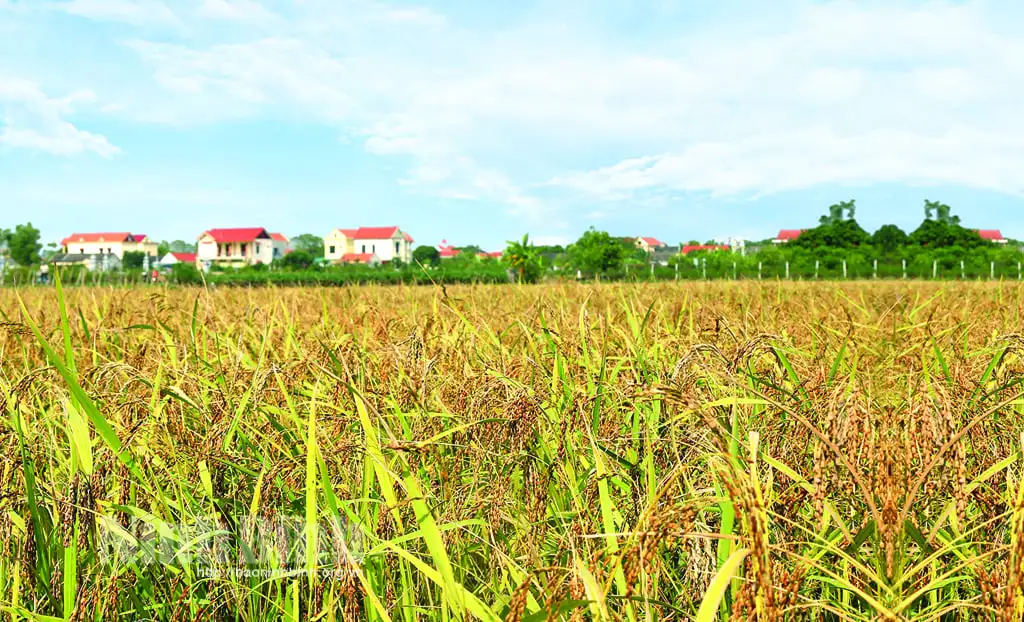 Giống lúa gì trồng ở Ninh Bình mang tên hạt cau, hạt gạo đen, ban đầu lác đác cấy, nay hàng ngàn hecta, cả làng thơm?