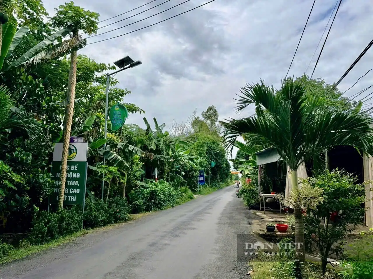 Giữa sông Tiền ở An Giang, một cù lao trù phú, tuyến đường nông thôn mới đẹp như phim, cây xoài thả vô số quả ngon