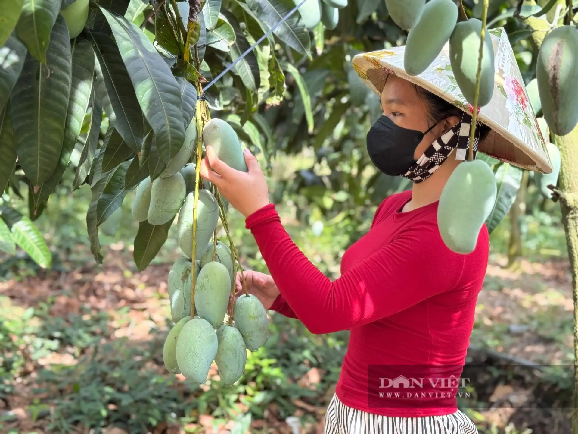Giữa sông Tiền ở An Giang, một cù lao trù phú, tuyến đường nông thôn mới đẹp như phim, cây xoài thả vô số quả ngon