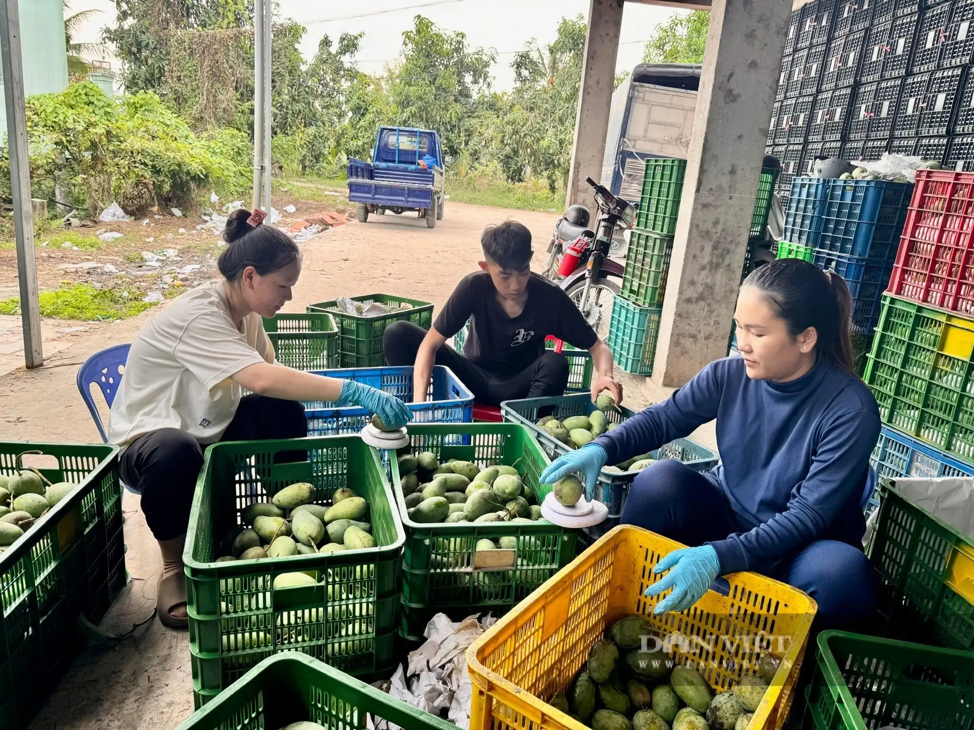 Giữa sông Tiền ở An Giang, một cù lao trù phú, tuyến đường nông thôn mới đẹp như phim, cây xoài thả vô số quả ngon