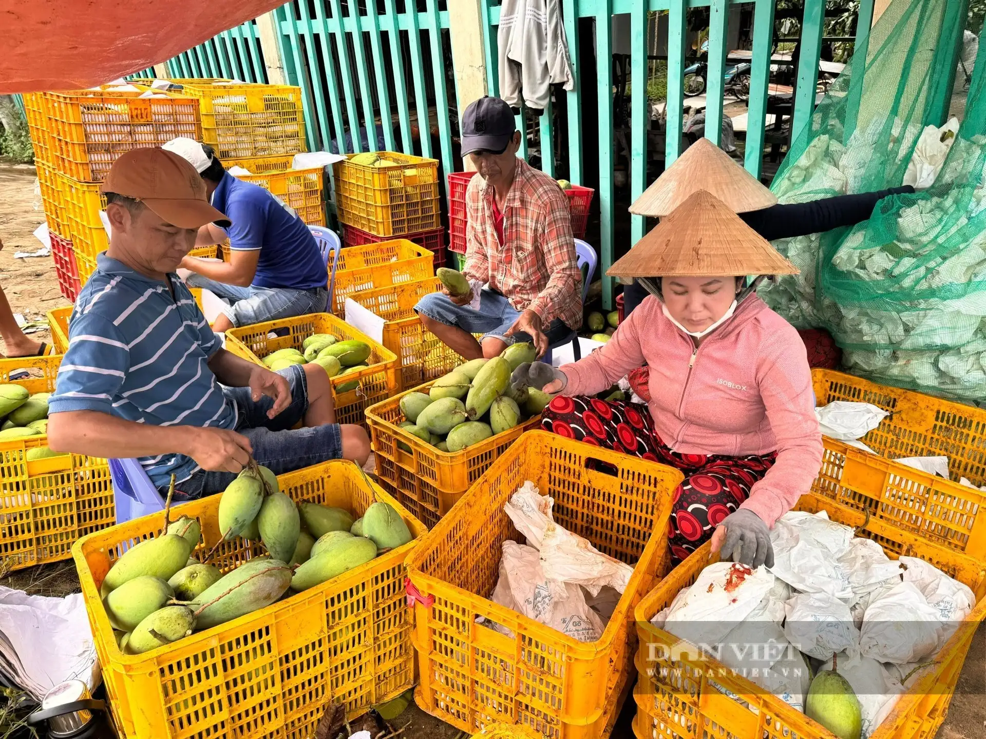 Giữa sông Tiền ở An Giang, một cù lao trù phú, tuyến đường nông thôn mới đẹp như phim, cây xoài thả vô số quả ngon