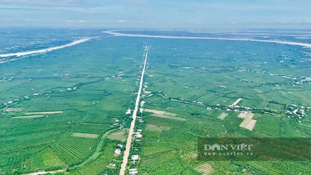 Giữa sông Tiền ở An Giang, một cù lao trù phú, tuyến đường nông thôn mới đẹp như phim, cây xoài thả vô số quả ngon