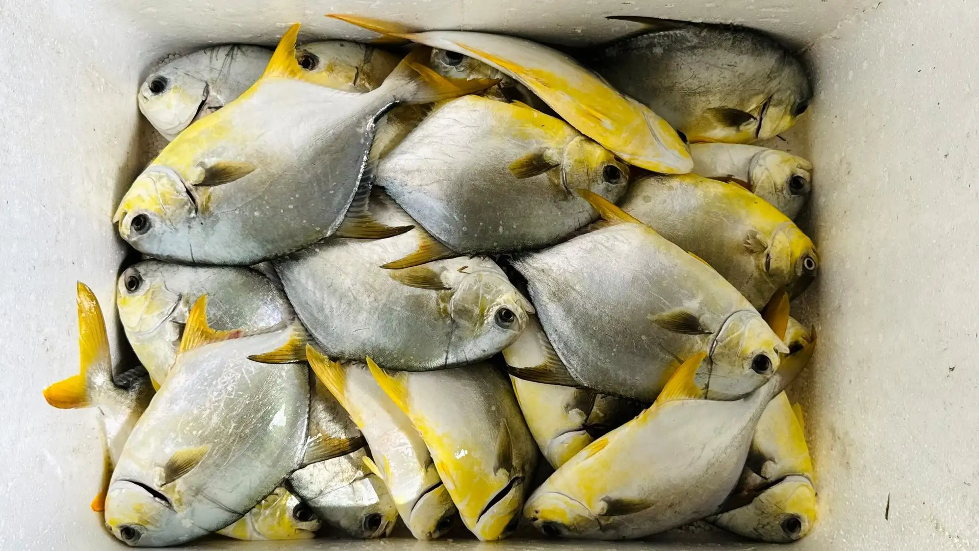 Hà Tĩnh nhân rộng nuôi cá chim vây vàng VietGAP