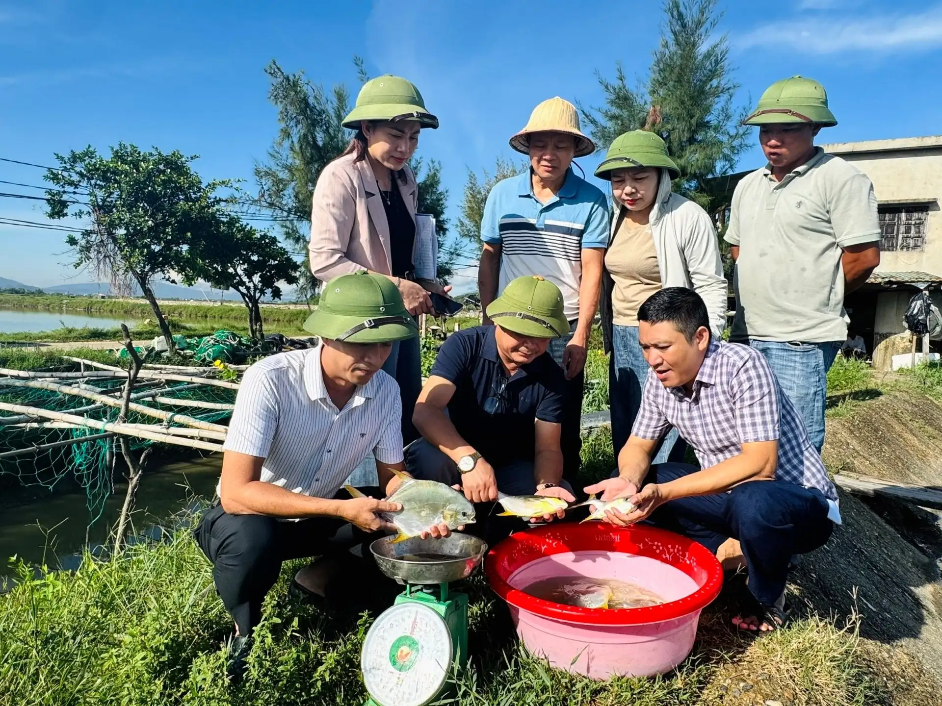Hà Tĩnh nhân rộng nuôi cá chim vây vàng VietGAP