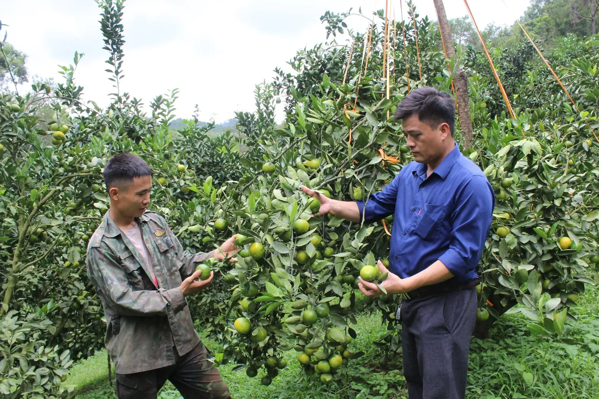 Hai mô hình hay, 1 là trồng cam trái quá trời, 2 là trồng đào cho thu nhập tốt ở một xã vùng III ở tỉnh Lạng Sơn